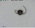  ( - YB-BCI156712)  @12 [ ] CreativeCommons - Attribution (2017) Yves Basset Smithsonian Tropical Research Institute