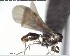  ( - YB-BCI156712)  @12 [ ] CreativeCommons - Attribution (2017) Yves Basset Smithsonian Tropical Research Institute