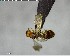  ( - YB-BCI138456)  @12 [ ] CreativeCommons - Attribution (2017) Yves Basset Smithsonian Tropical Research Institute