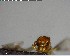 ( - YB-BCI138456)  @12 [ ] CreativeCommons - Attribution (2017) Yves Basset Smithsonian Tropical Research Institute