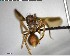  ( - YB-BCI146129)  @12 [ ] CreativeCommons - Attribution (2017) Yves Basset Smithsonian Tropical Research Institute