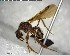  ( - YB-BCI155841)  @13 [ ] CreativeCommons - Attribution (2017) Yves Basset Smithsonian Tropical Research Institute