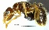  (Solenopsis ACF5950 - YB-BCI157875)  @14 [ ] No Rights Reserved  Unspecified Unspecified