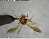  ( - YB-BCI140673)  @12 [ ] CreativeCommons - Attribution (2017) Yves Basset Smithsonian Tropical Research Institute