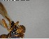  ( - YB-BCI140673)  @12 [ ] CreativeCommons - Attribution (2017) Yves Basset Smithsonian Tropical Research Institute