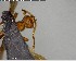  ( - YB-BCI140679)  @12 [ ] CreativeCommons - Attribution (2017) Yves Basset Smithsonian Tropical Research Institute