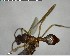  ( - YB-BCI146754)  @12 [ ] CreativeCommons - Attribution (2017) Yves Basset Smithsonian Tropical Research Institute