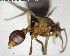  ( - YB-BCI146754)  @12 [ ] CreativeCommons - Attribution (2017) Yves Basset Smithsonian Tropical Research Institute