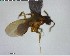  ( - YB-BCI125398)  @12 [ ] CreativeCommons - Attribution (2017) Yves Basset Smithsonian Tropical Research Institute