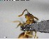  ( - YB-BCI125398)  @12 [ ] CreativeCommons - Attribution (2017) Yves Basset Smithsonian Tropical Research Institute