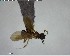  ( - YB-BCI125540)  @12 [ ] CreativeCommons - Attribution (2017) Yves Basset Smithsonian Tropical Research Institute