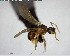  ( - YB-BCI125540)  @12 [ ] CreativeCommons - Attribution (2017) Yves Basset Smithsonian Tropical Research Institute