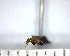  (Strumigenys biolleyi - YB-BCI182214)  @11 [ ] No Rights Reserved  Unspecified Unspecified