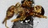  (Strumigenys biolleyi - YB-BCI73294)  @11 [ ] No Rights Reserved  Unspecified Unspecified