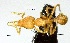  (Strumigenys sp. 2YB - YB-BCI56876)  @11 [ ] No Rights Reserved  Unspecified Unspecified