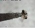  ( - YB-BCI123805)  @12 [ ] CreativeCommons - Attribution (2017) Yves Basset Smithsonian Tropical Research Institute