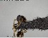  ( - YB-BCI123805)  @12 [ ] CreativeCommons - Attribution (2017) Yves Basset Smithsonian Tropical Research Institute