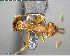  (Strumigenys marginiventris - YB-BCI152642)  @13 [ ] CreativeCommons - Attribution (2017) Yves Basset Smithsonian Tropical Research Institute