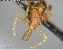  ( - YB-BCI152642)  @12 [ ] CreativeCommons - Attribution (2017) Yves Basset Smithsonian Tropical Research Institute