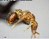  ( - YB-BCI152642)  @12 [ ] CreativeCommons - Attribution (2017) Yves Basset Smithsonian Tropical Research Institute