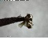  ( - YB-BCI126697)  @11 [ ] CreativeCommons - Attribution (2017) Yves Basset Smithsonian Tropical Research Institute