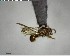  ( - YB-BCI141230)  @11 [ ] CreativeCommons - Attribution (2017) Yves Basset Smithsonian Tropical Research Institute