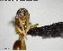  ( - YB-BCI141230)  @11 [ ] CreativeCommons - Attribution (2017) Yves Basset Smithsonian Tropical Research Institute