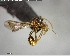  ( - YB-BCI141230)  @11 [ ] CreativeCommons - Attribution (2017) Yves Basset Smithsonian Tropical Research Institute