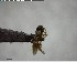  ( - YB-BCI142486)  @11 [ ] CreativeCommons - Attribution (2017) Yves Basset Smithsonian Tropical Research Institute