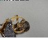  ( - YB-BCI142486)  @11 [ ] CreativeCommons - Attribution (2017) Yves Basset Smithsonian Tropical Research Institute