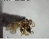  ( - YB-BCI142486)  @11 [ ] CreativeCommons - Attribution (2017) Yves Basset Smithsonian Tropical Research Institute