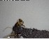  ( - YB-BCI137335)  @12 [ ] CreativeCommons - Attribution (2017) Yves Basset Smithsonian Tropical Research Institute