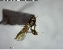  ( - YB-BCI137335)  @12 [ ] CreativeCommons - Attribution (2017) Yves Basset Smithsonian Tropical Research Institute