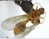  (Wasmannia rochai - YB-BCI125747)  @13 [ ] CreativeCommons - Attribution (2017) Yves Basset Smithsonian Tropical Research Institute