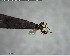  ( - YB-BCI124818)  @11 [ ] CreativeCommons - Attribution (2017) Yves Basset Smithsonian Tropical Research Institute