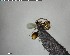 ( - YB-BCI141466)  @11 [ ] CreativeCommons - Attribution (2017) Yves Basset Smithsonian Tropical Research Institute