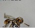  ( - YB-BCI144267)  @11 [ ] CreativeCommons - Attribution (2017) Yves Basset Smithsonian Tropical Research Institute