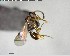  ( - YB-BCI144267)  @11 [ ] CreativeCommons - Attribution (2017) Yves Basset Smithsonian Tropical Research Institute