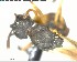  ( - YB-BCI125249)  @12 [ ] CreativeCommons - Attribution (2017) Yves Basset Smithsonian Tropical Research Institute