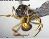  ( - YB-BCI125249)  @12 [ ] CreativeCommons - Attribution (2017) Yves Basset Smithsonian Tropical Research Institute