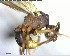  ( - YB-BCI125249)  @12 [ ] CreativeCommons - Attribution (2017) Yves Basset Smithsonian Tropical Research Institute