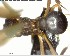  ( - YB-BCI125684)  @12 [ ] CreativeCommons - Attribution (2017) Yves Basset Smithsonian Tropical Research Institute
