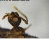  ( - YB-BCI125684)  @12 [ ] CreativeCommons - Attribution (2017) Yves Basset Smithsonian Tropical Research Institute