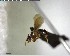  ( - YB-BCI125684)  @12 [ ] CreativeCommons - Attribution (2017) Yves Basset Smithsonian Tropical Research Institute