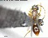  ( - YB-BCI142228)  @12 [ ] CreativeCommons - Attribution (2017) Yves Basset Smithsonian Tropical Research Institute