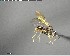  ( - YB-BCI146866)  @12 [ ] CreativeCommons - Attribution (2017) Yves Basset Smithsonian Tropical Research Institute