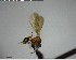  (Strumigenys alberti - YB-BCI150185)  @12 [ ] CreativeCommons - Attribution (2017) Yves Basset Smithsonian Tropical Research Institute