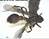  ( - YB-BCI146619)  @12 [ ] CreativeCommons - Attribution (2017) Yves Basset Smithsonian Tropical Research Institute