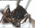  ( - YB-BCI146619)  @12 [ ] CreativeCommons - Attribution (2017) Yves Basset Smithsonian Tropical Research Institute