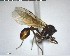  ( - YB-BCI146619)  @12 [ ] CreativeCommons - Attribution (2017) Yves Basset Smithsonian Tropical Research Institute